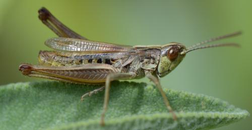 Réf. 330 216 : Pseudochorthippus parallelus